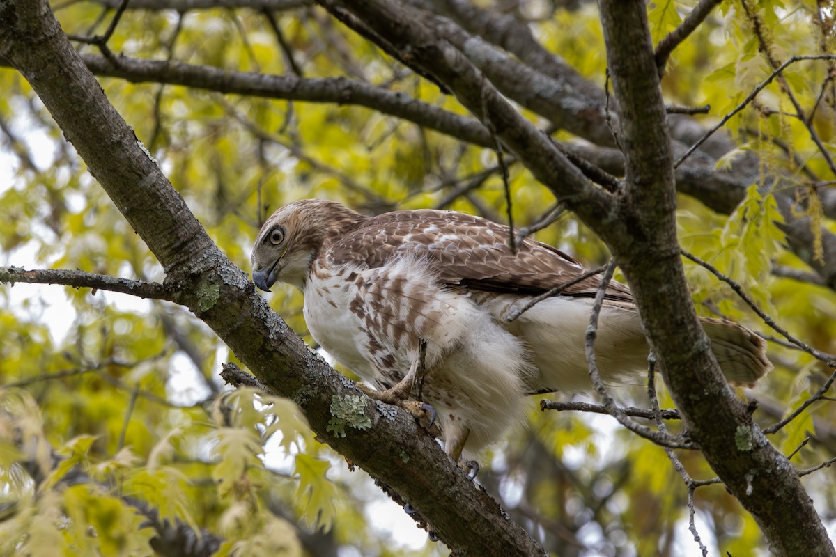 Red-tailed Hawk - ML618993533