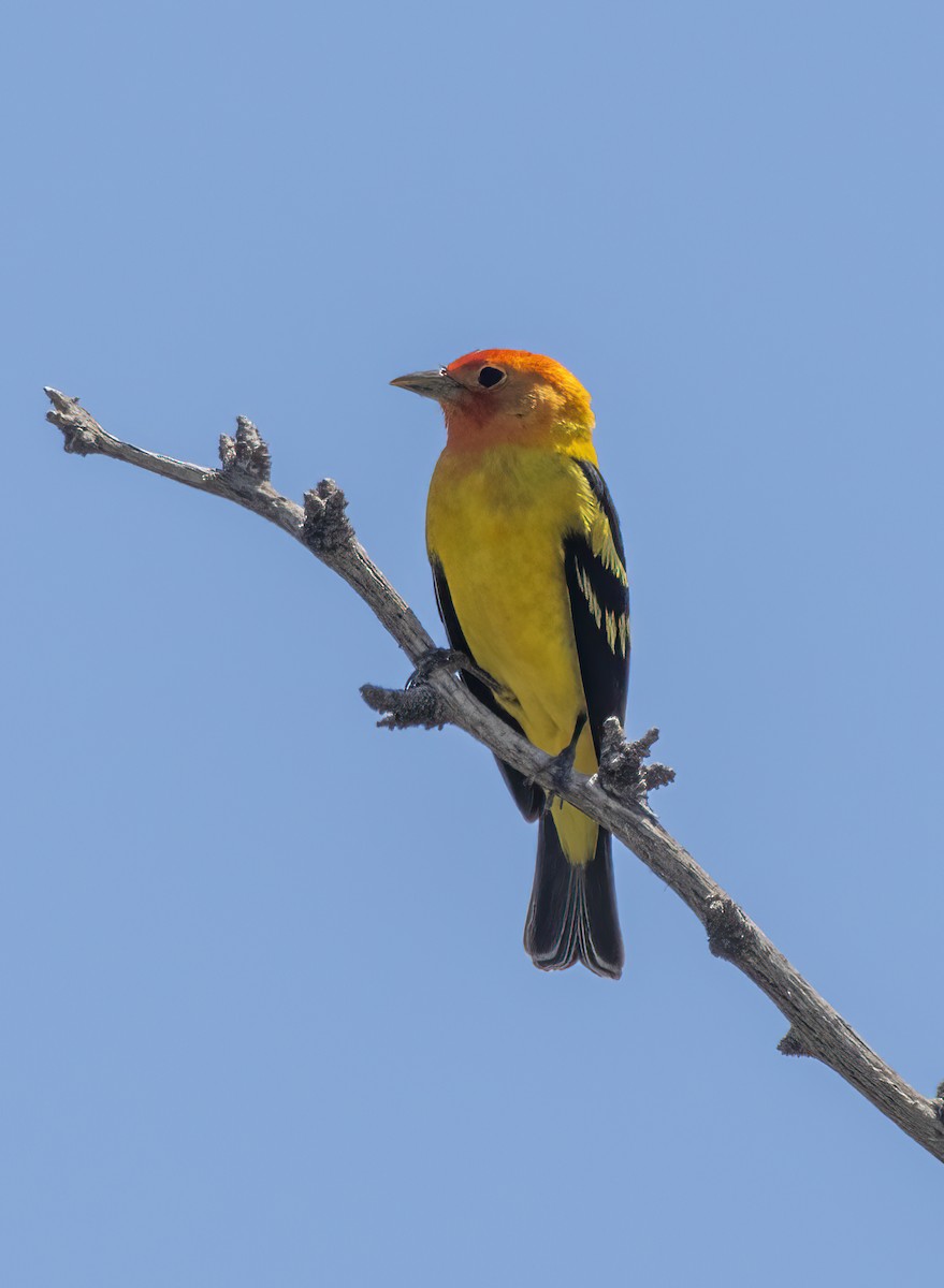 Western Tanager - ML618993534