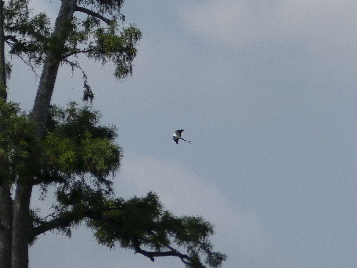 Swallow-tailed Kite - ML618993536