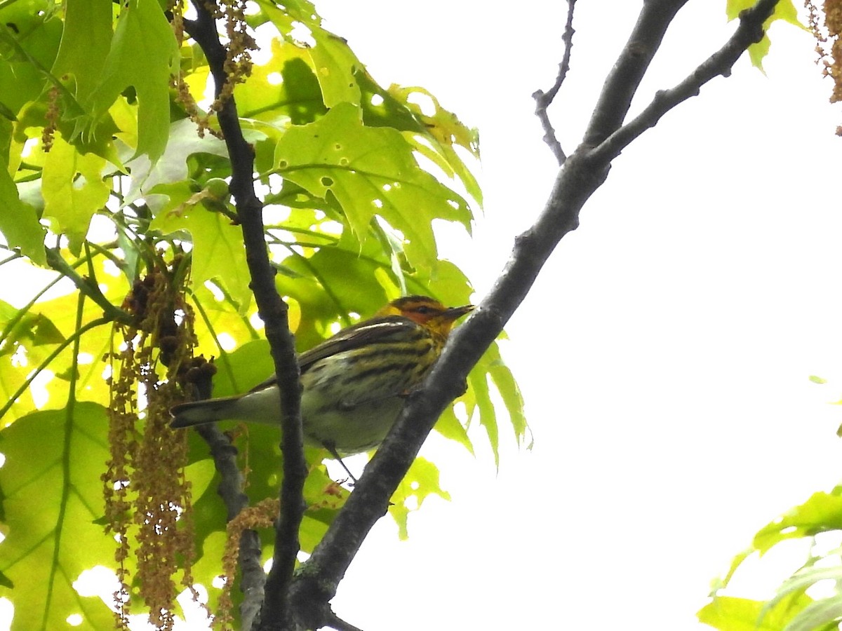 Cape May Warbler - ML618993538