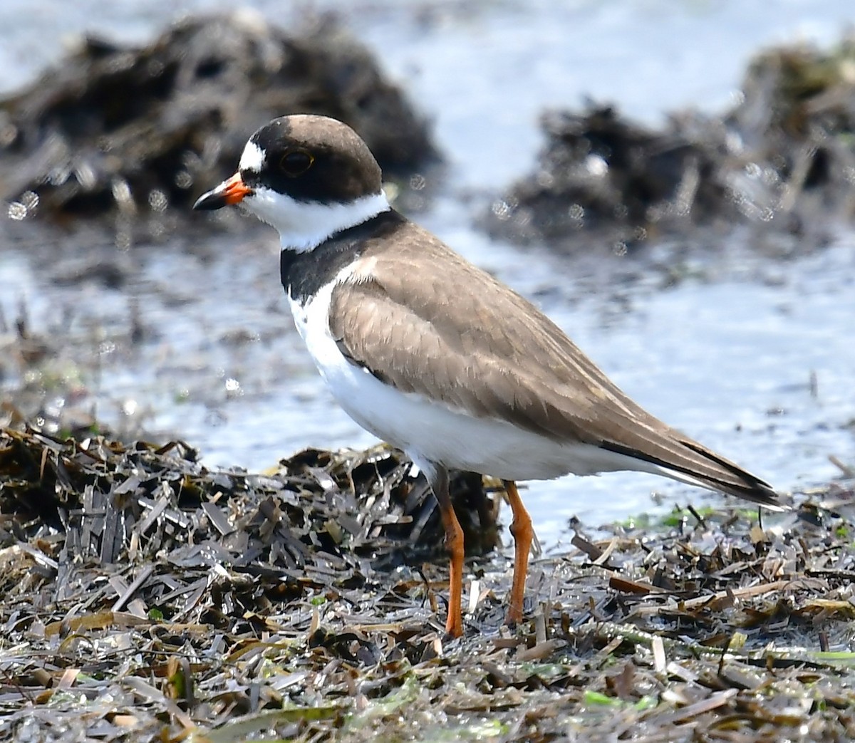 Semipalmated Plover - ML618993586