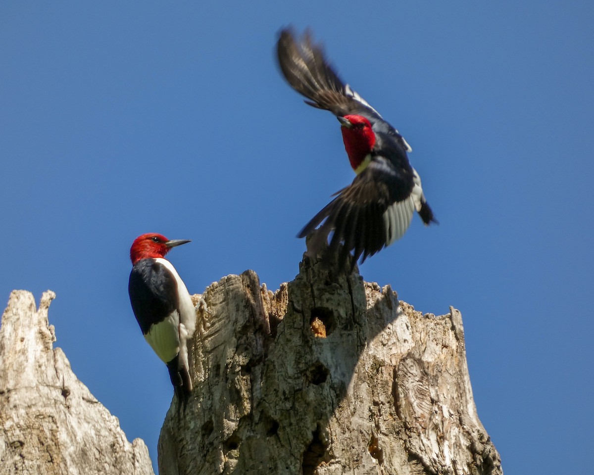 Red-headed Woodpecker - ML618993593