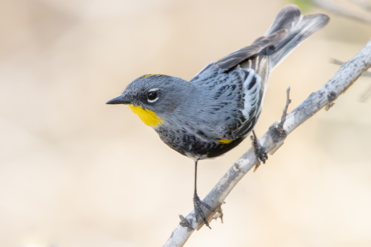 Yellow-rumped Warbler (Audubon's) - ML618993636