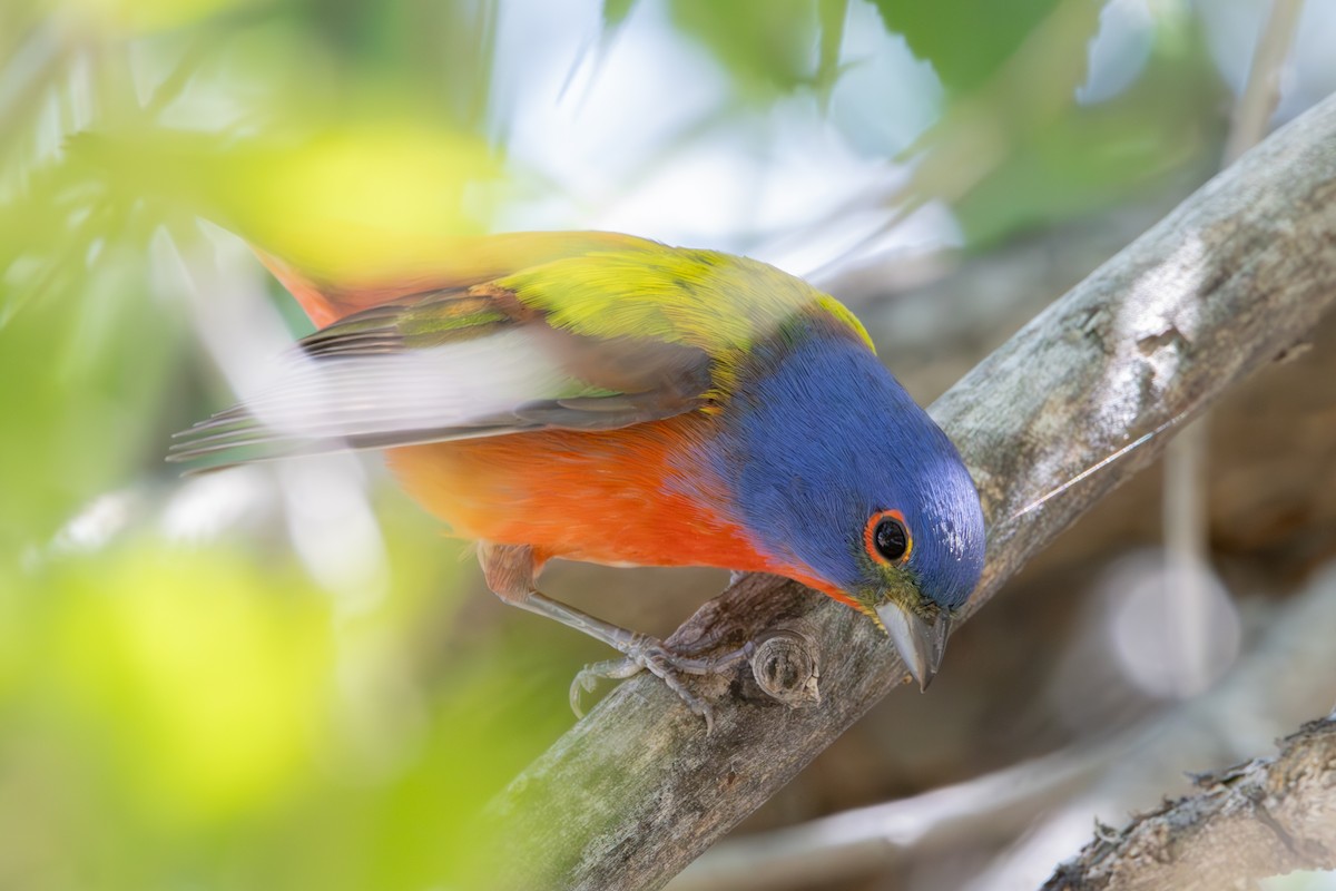 Painted Bunting - ML618993644
