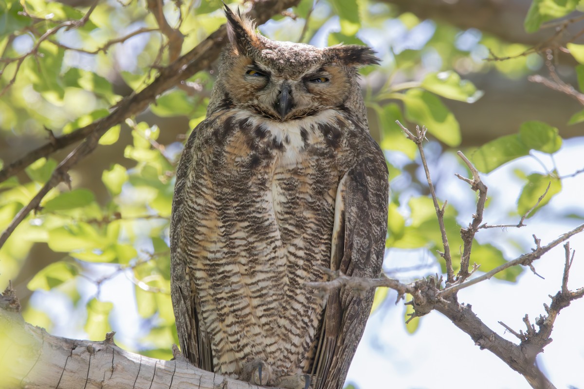 Great Horned Owl - Dylan Osterhaus