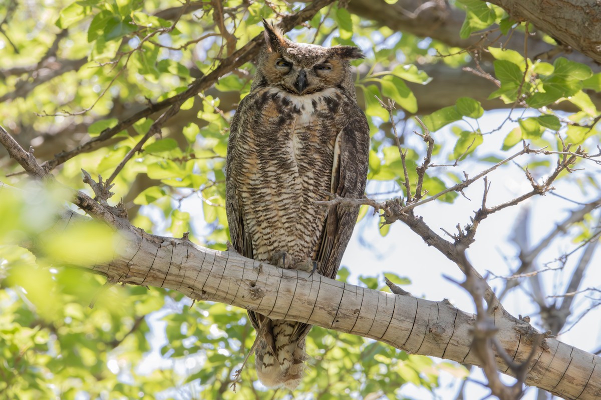 Great Horned Owl - Dylan Osterhaus