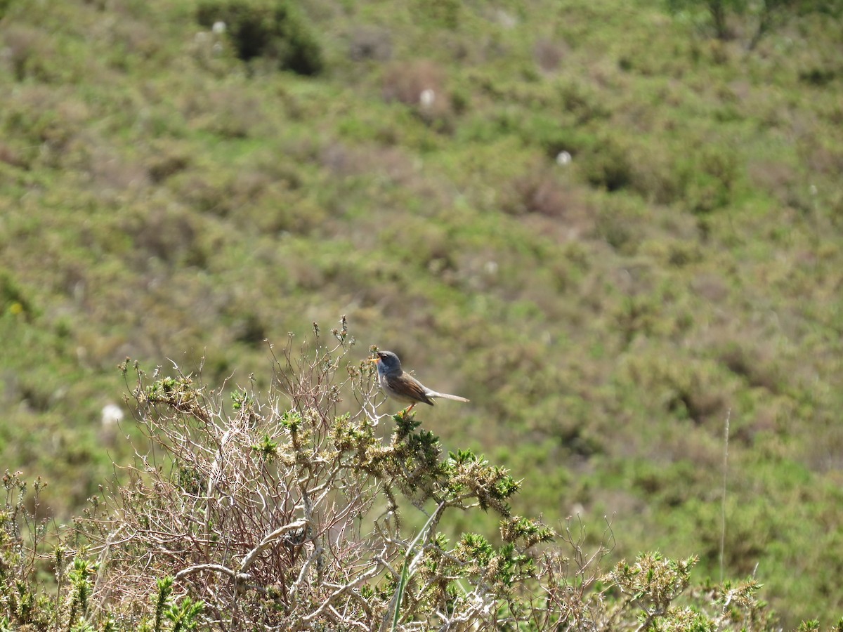 Spectacled Warbler - ML618993661