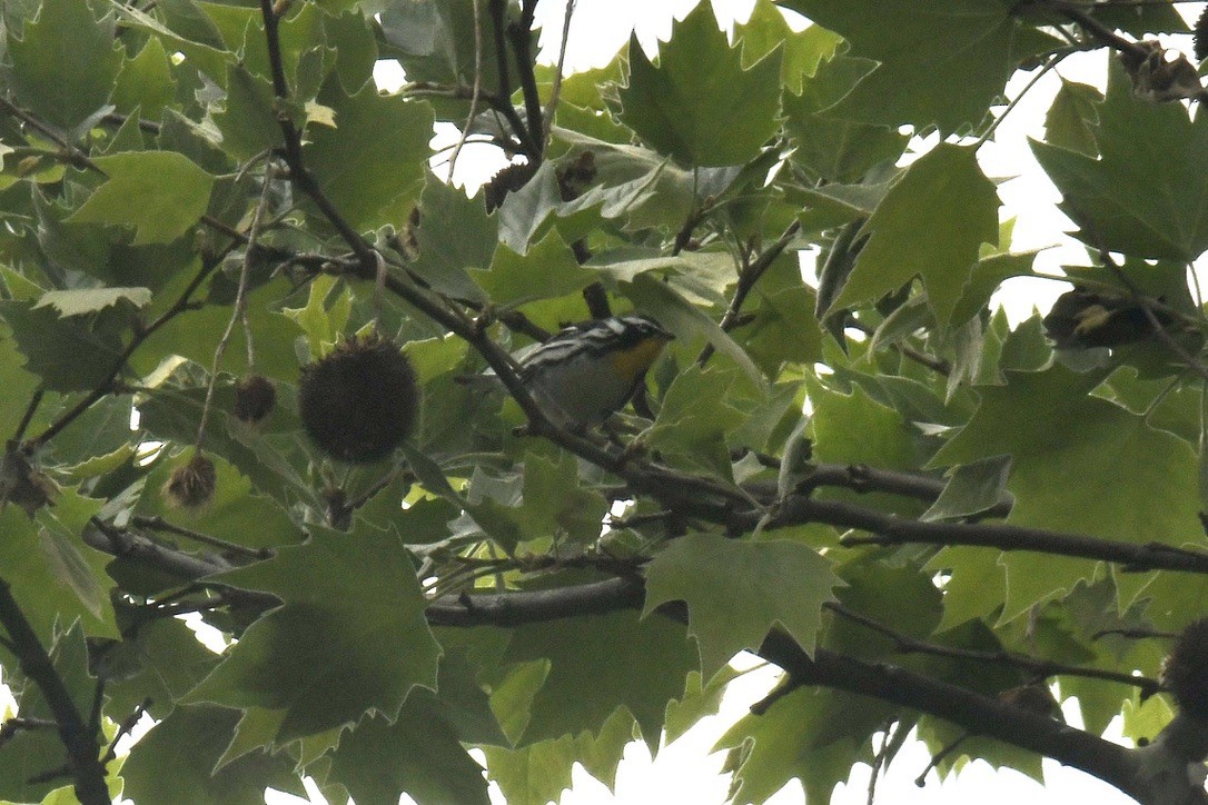 Yellow-throated Warbler - ML618993667