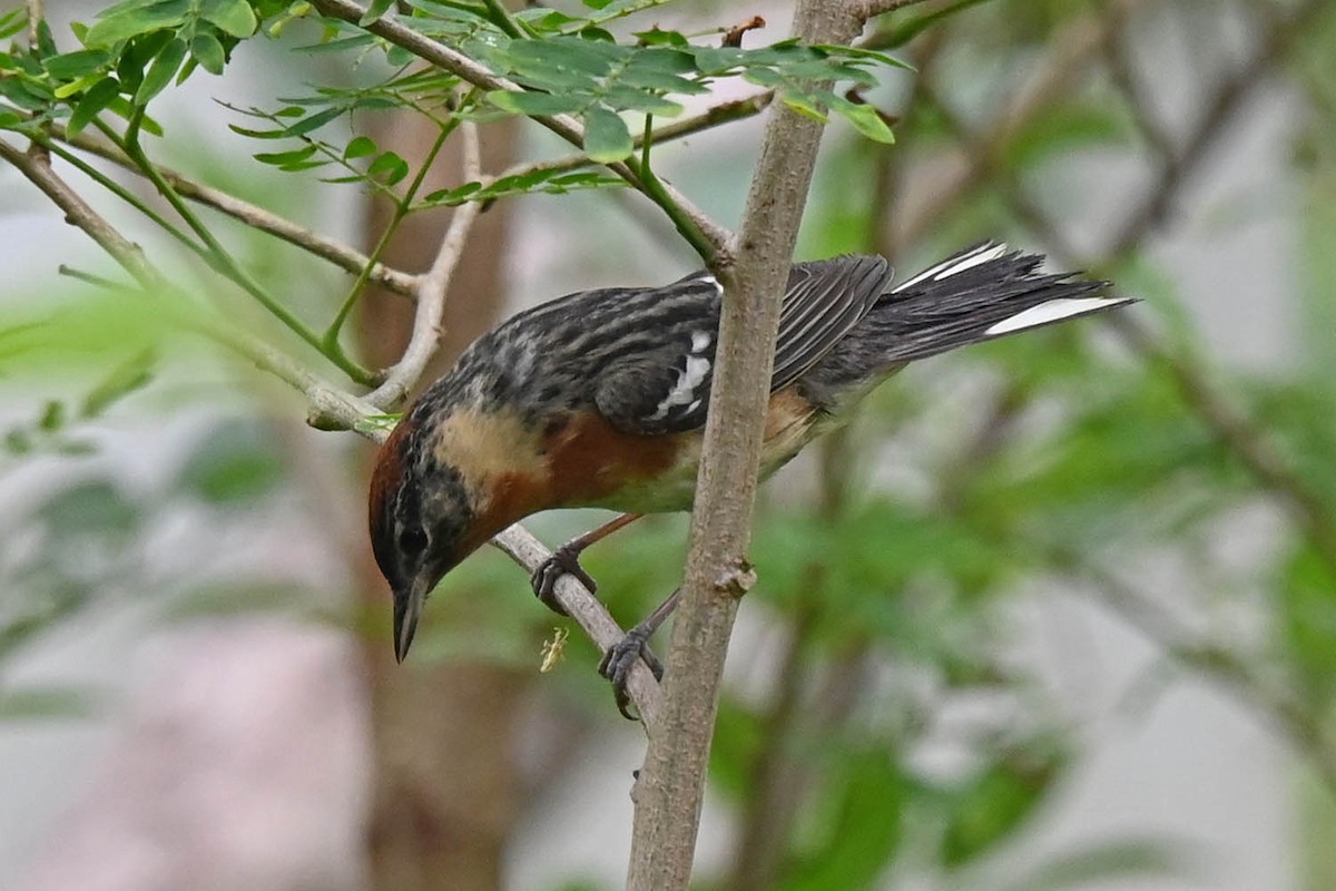 Bay-breasted Warbler - ML618993686