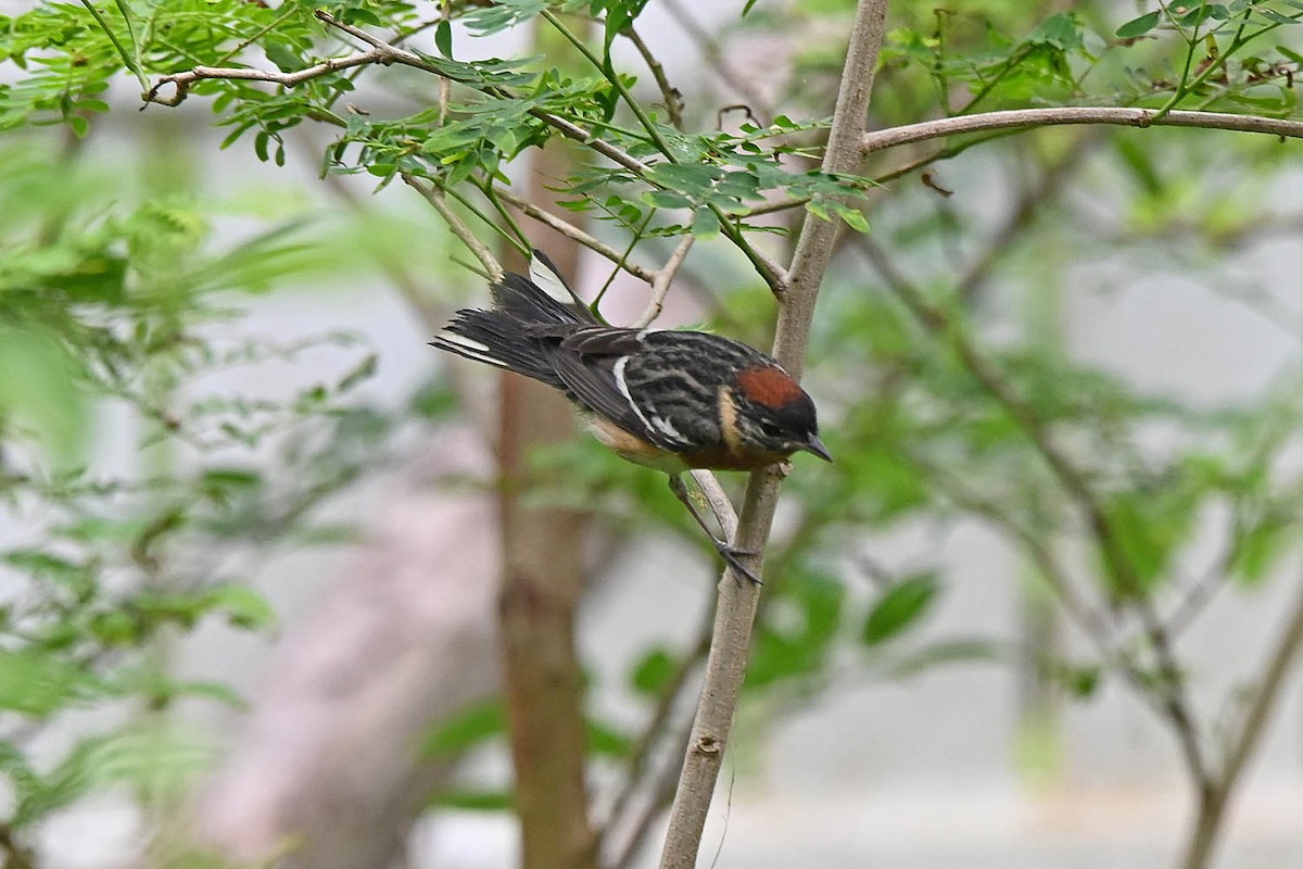 Bay-breasted Warbler - ML618993688