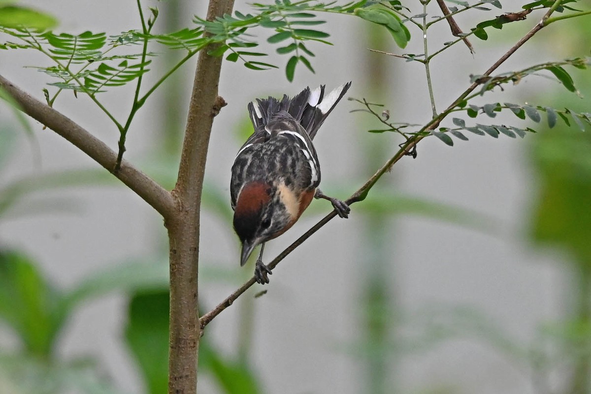 Bay-breasted Warbler - Marla Hibbitts