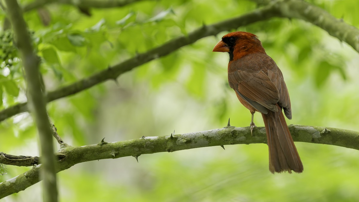 Northern Cardinal (Common) - ML618993693