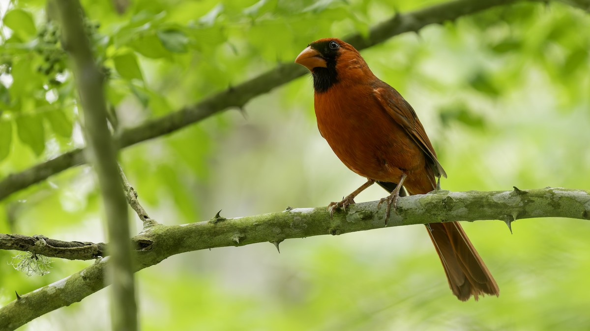 Northern Cardinal (Common) - ML618993694