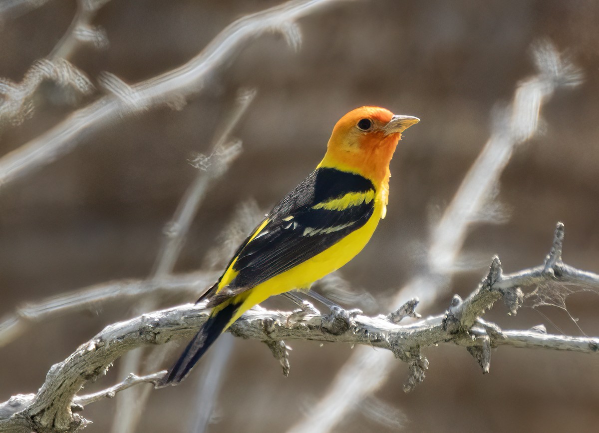 Western Tanager - ML618993702