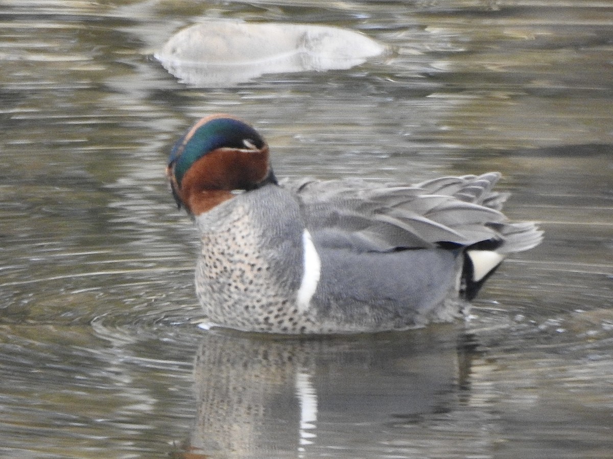 Green-winged Teal - ML618993719