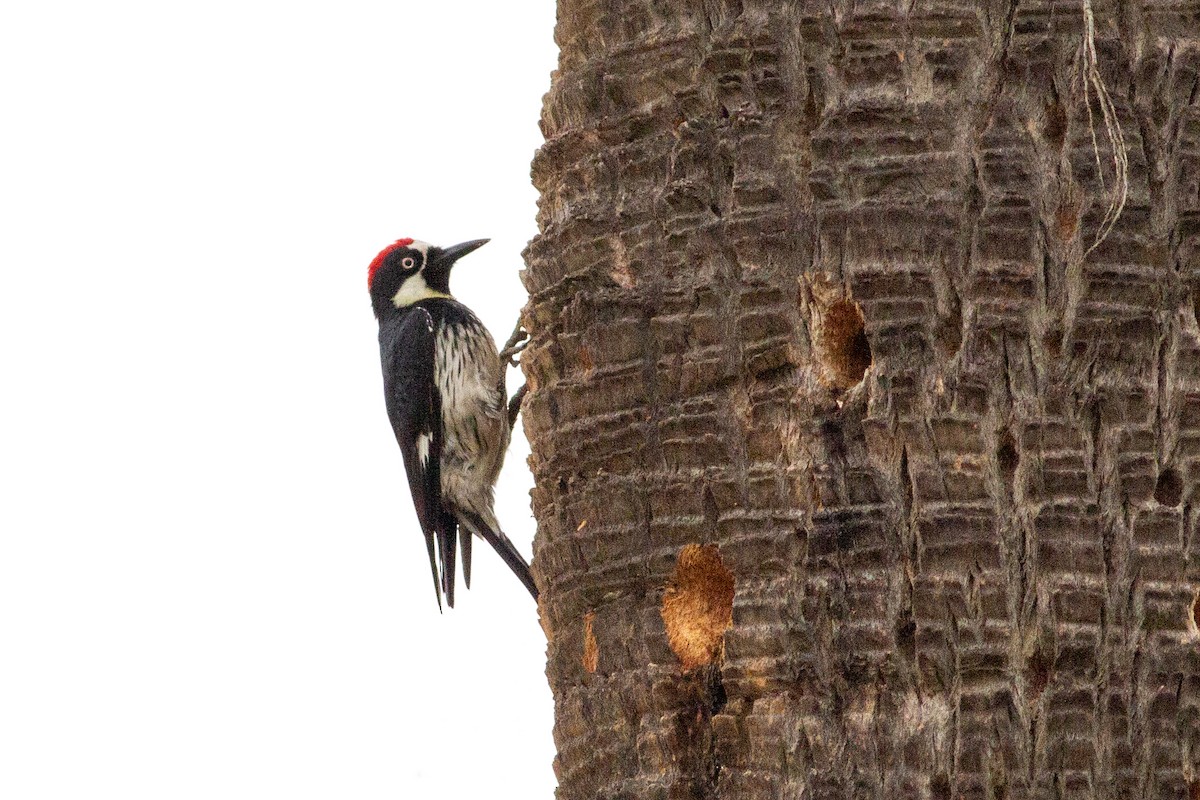 Acorn Woodpecker - ML618993736