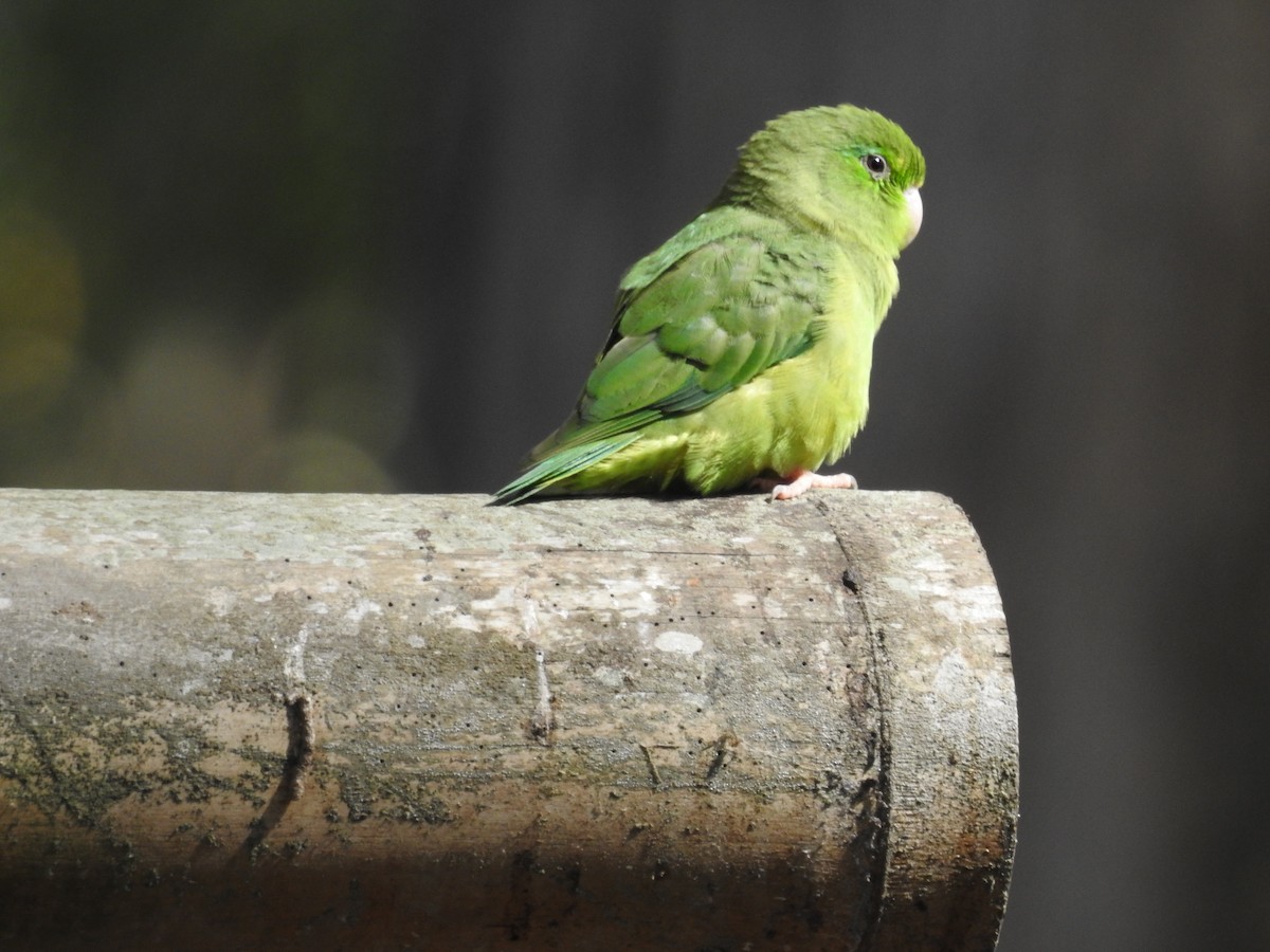 Spectacled Parrotlet - ML618993789