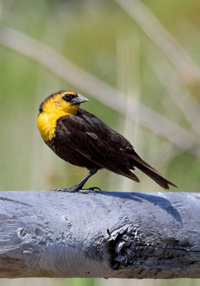 Yellow-headed Blackbird - ML618993791
