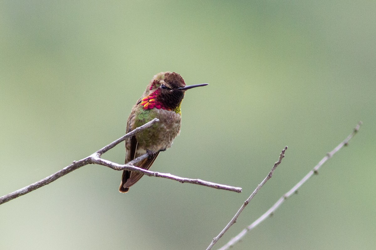 Anna's Hummingbird - ML618993870