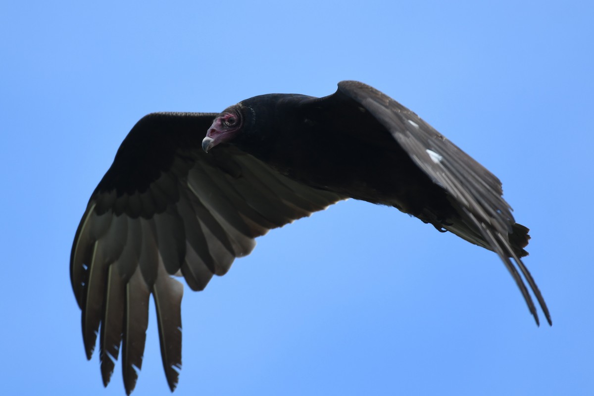Turkey Vulture - ML618993897