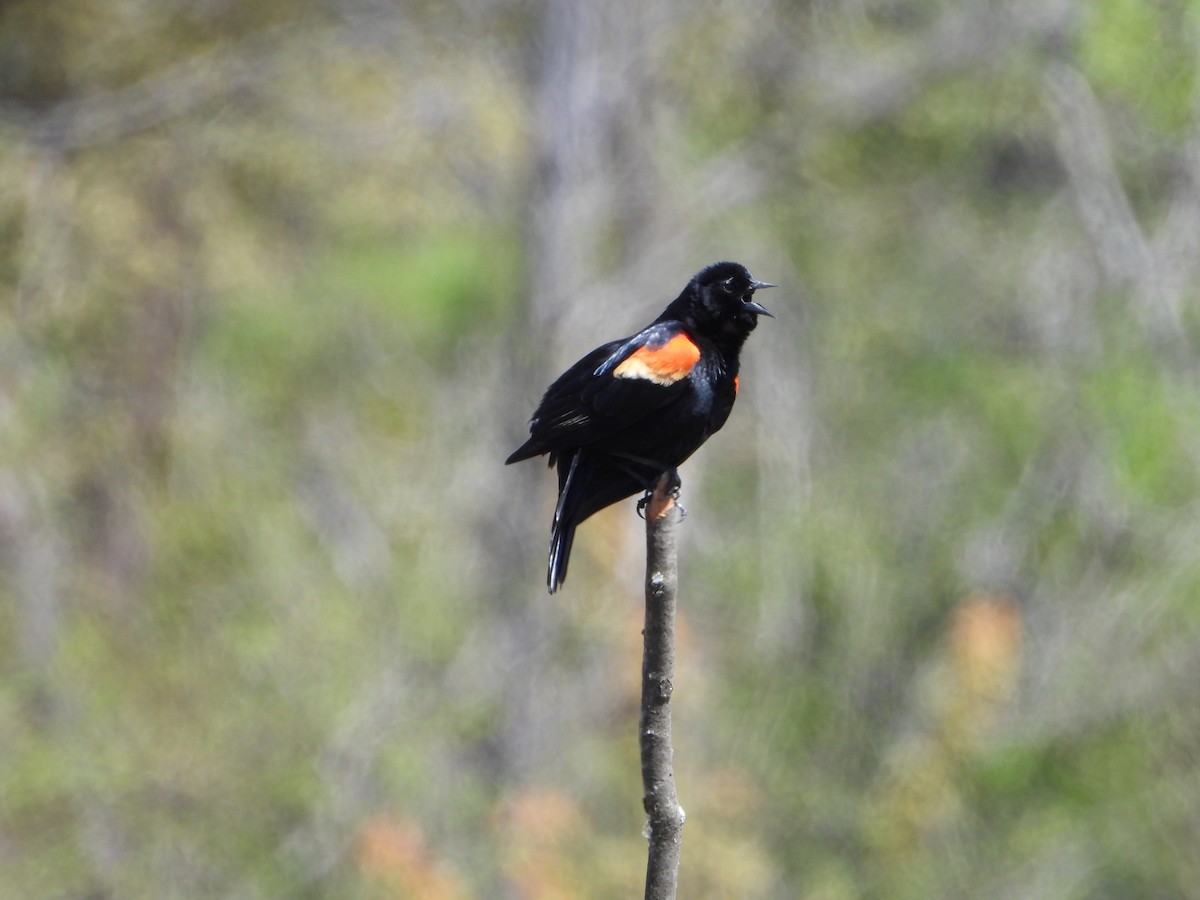 Red-winged Blackbird - ML618993960