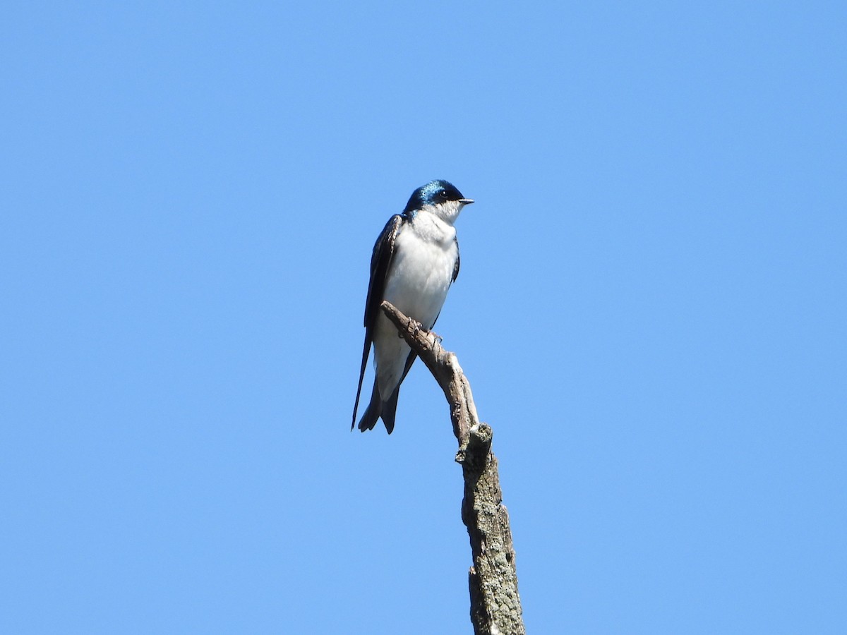 Tree Swallow - valerie pelchat