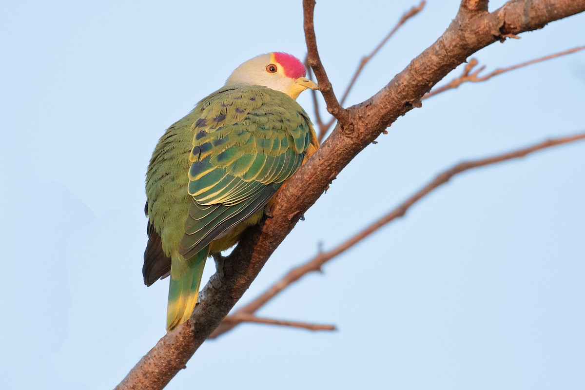 Rose-crowned Fruit-Dove - ML618994003