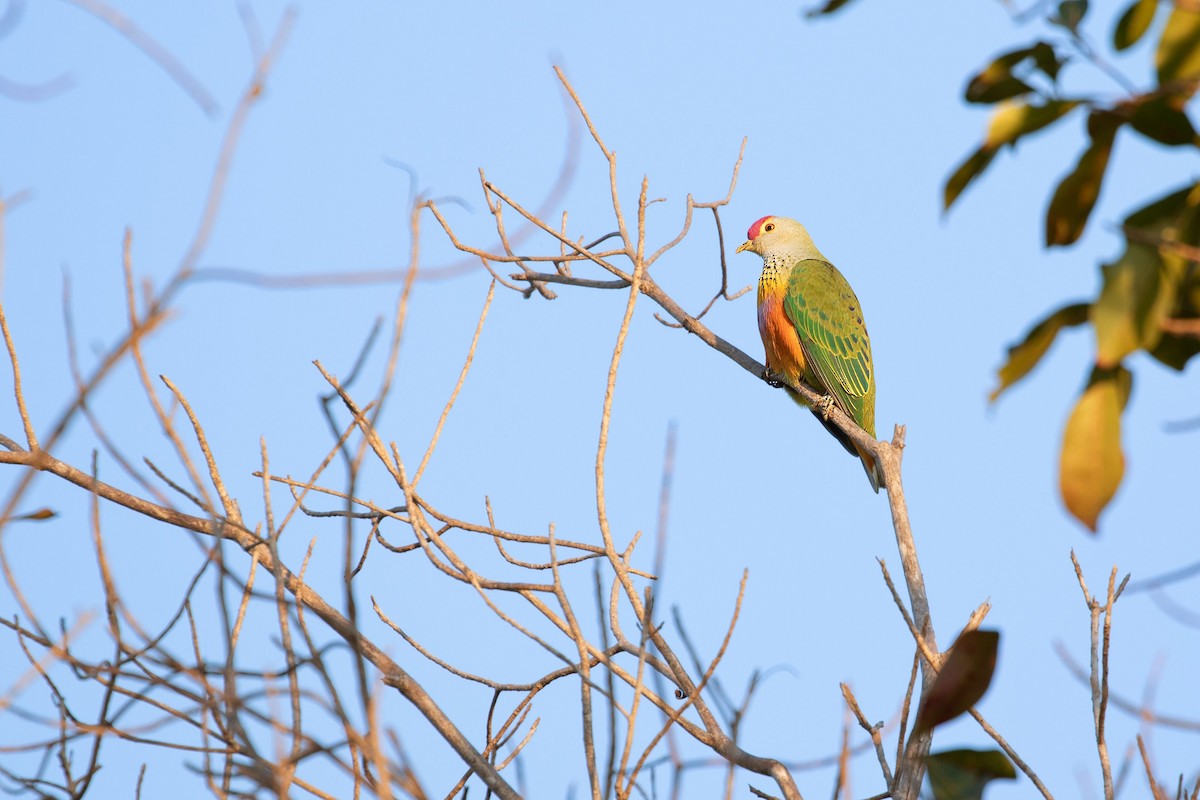 Rose-crowned Fruit-Dove - ML618994004