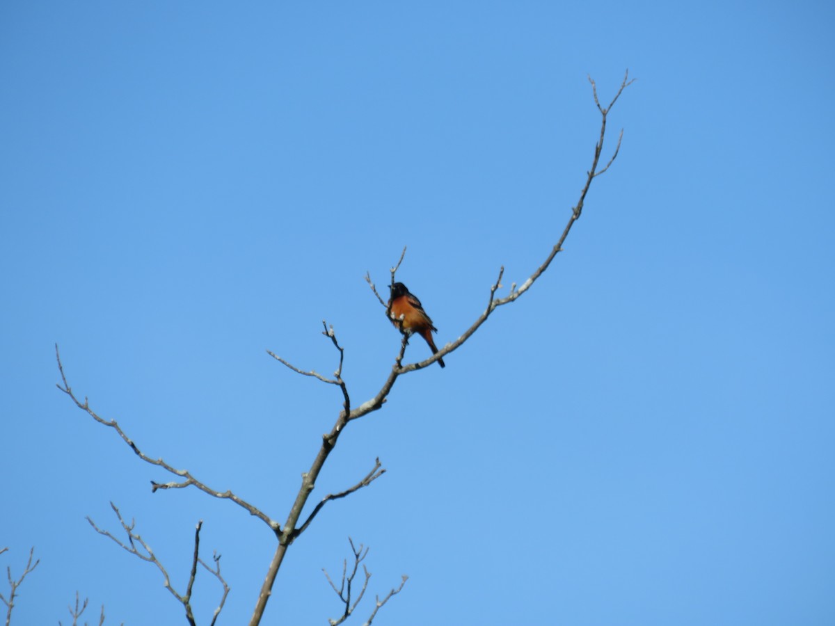 Orchard Oriole - ML618994054