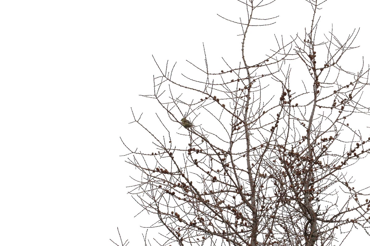 American Goldfinch - Philip Nearing