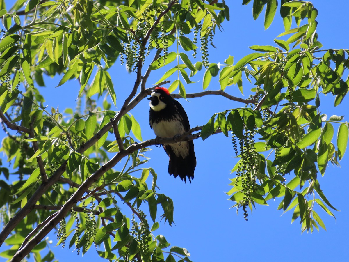 Acorn Woodpecker (Acorn) - ML618994110