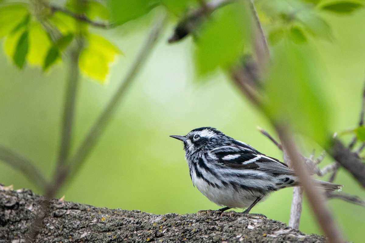 Black-and-white Warbler - ML618994115