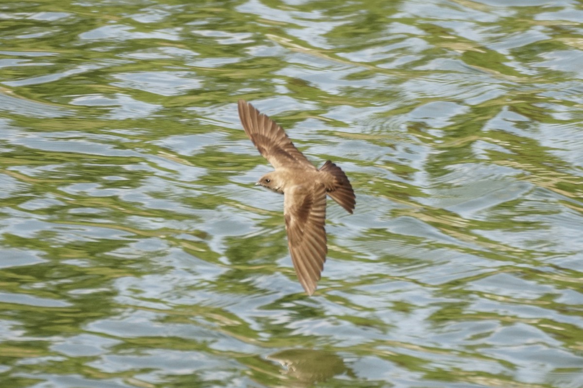 Northern Rough-winged Swallow - ML618994200