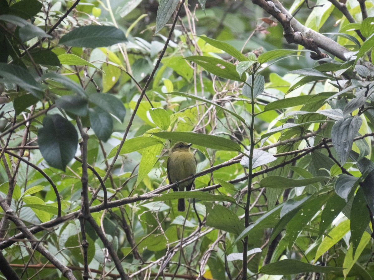 Olive-faced Flatbill - ML618994238