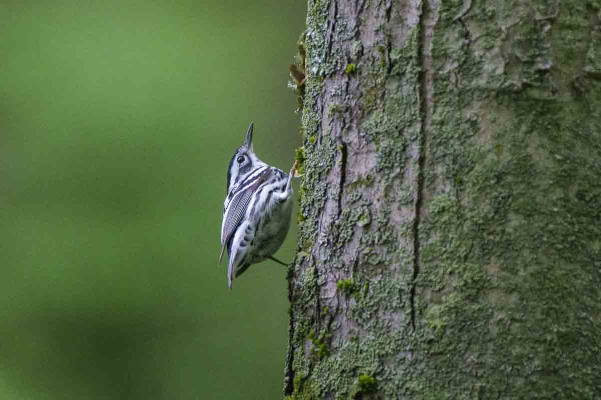 Black-and-white Warbler - ML618994250