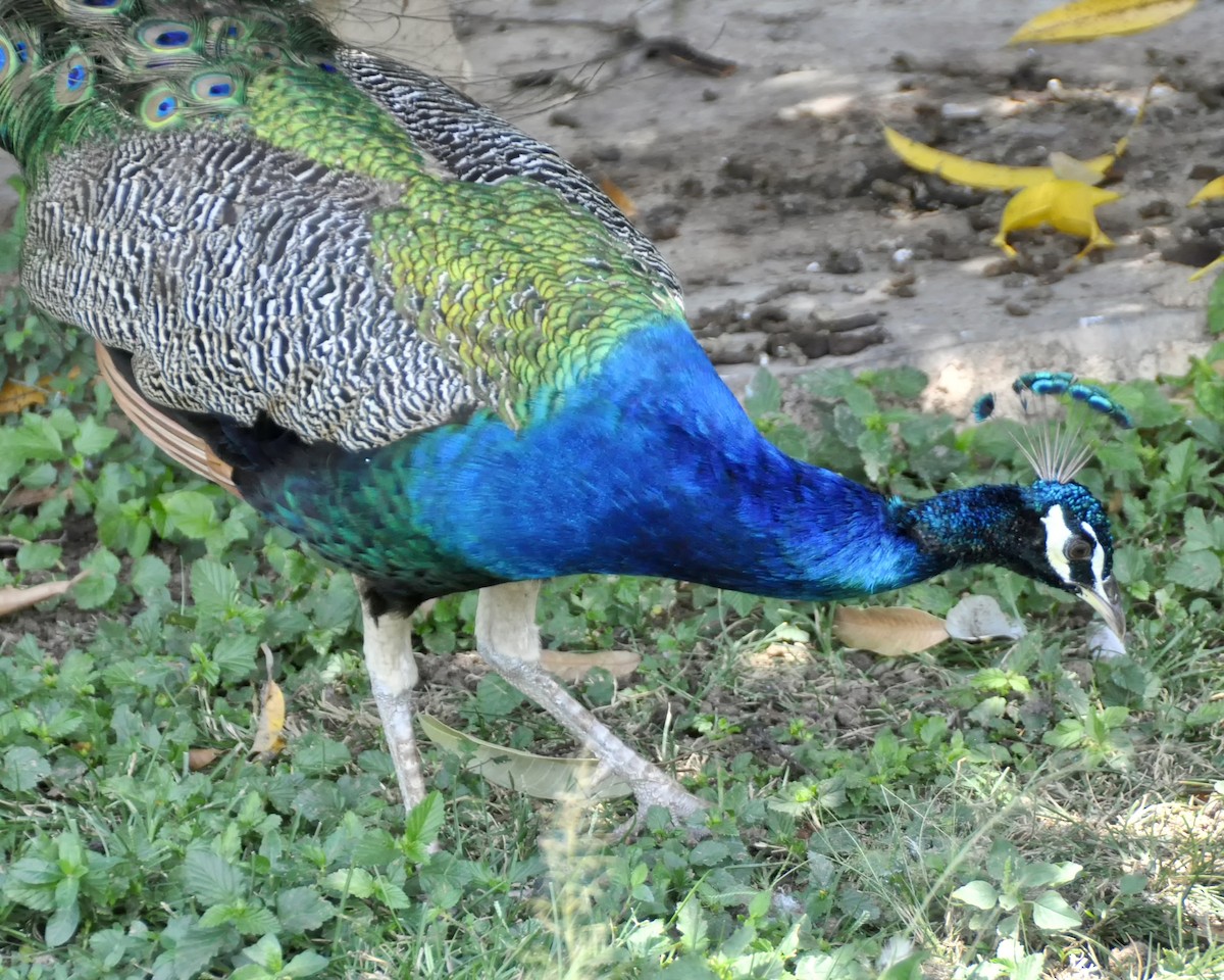 Indian Peafowl (Domestic type) - ML618994253