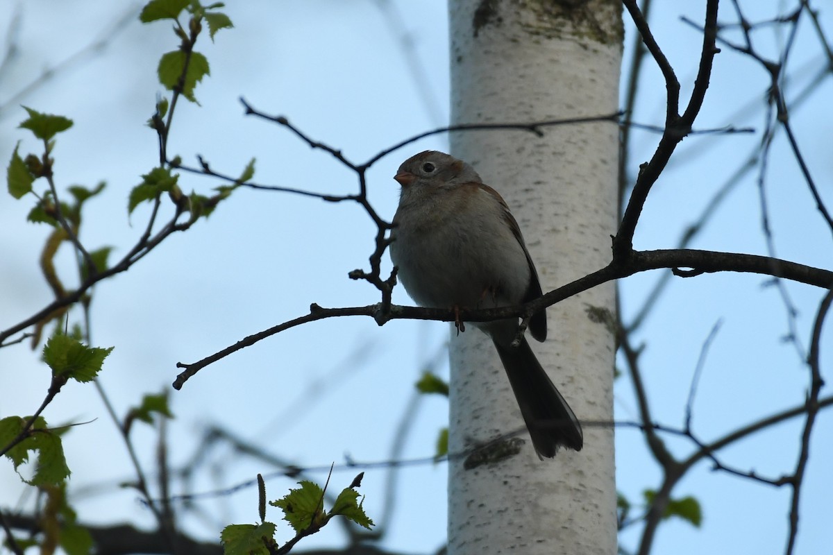 Field Sparrow - ML618994257