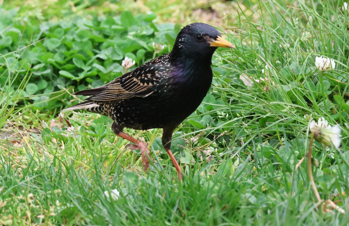 European Starling - Jerry Griggs