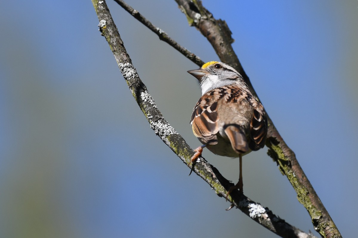 White-throated Sparrow - Tristan Jobin