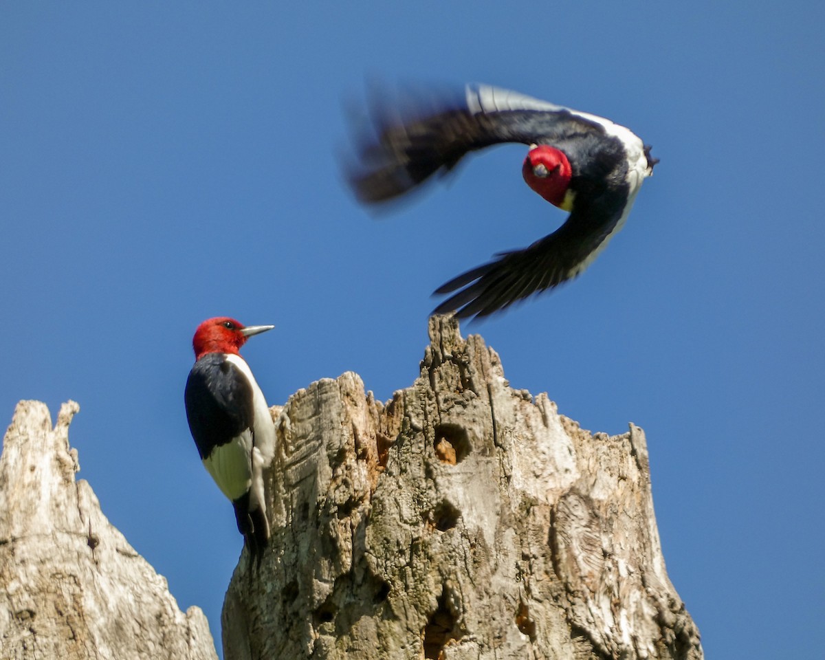 Red-headed Woodpecker - Kathy L. Mock
