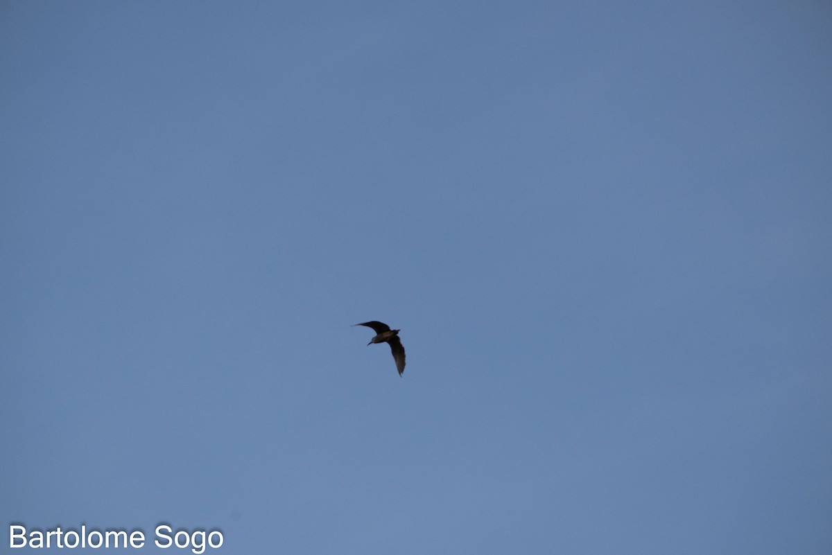 Black-crowned Night Heron - Bartolome Soto