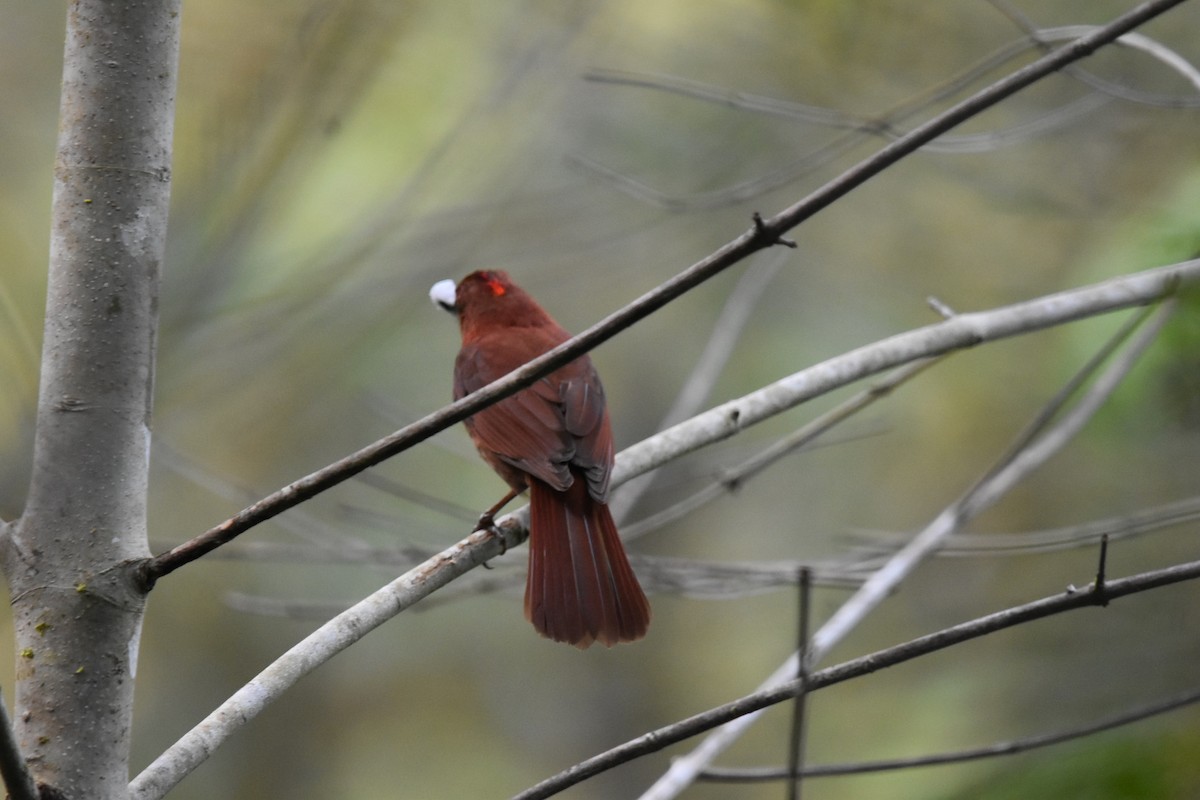 Red-crowned Ant-Tanager - ML618994302