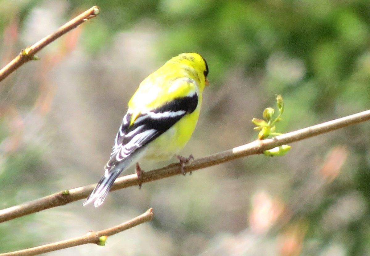American Goldfinch - James Hirtle