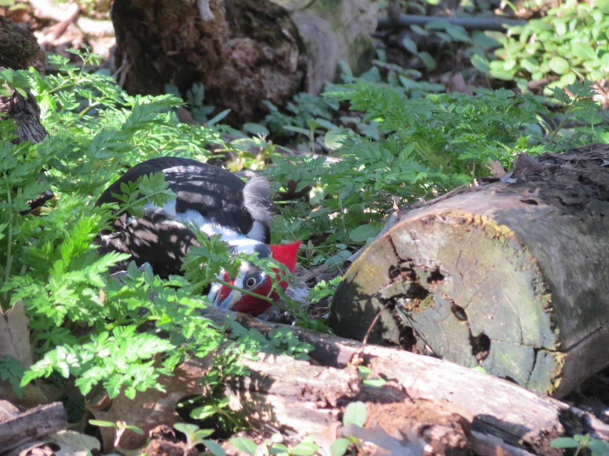 Pileated Woodpecker - ML618994411