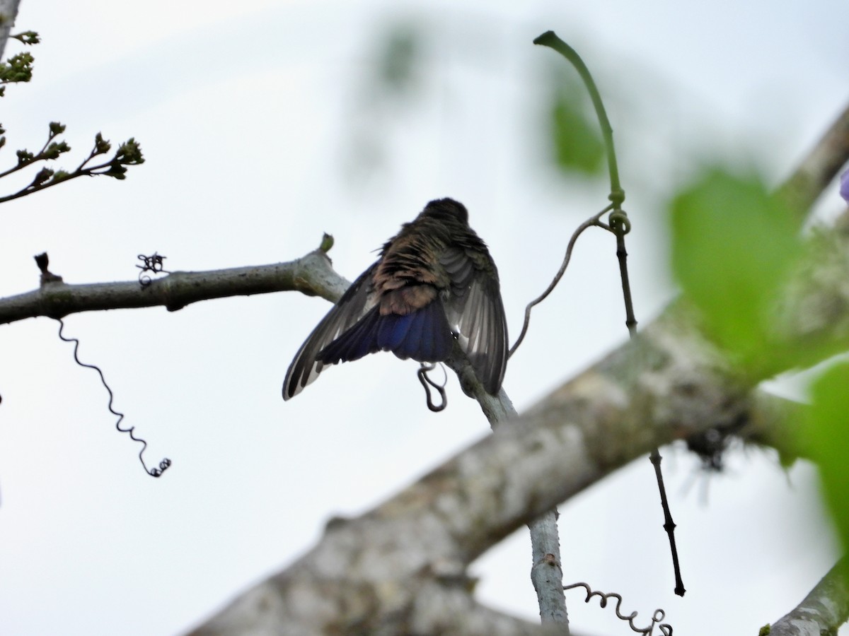 kolibřík měděnořitý - ML618994438