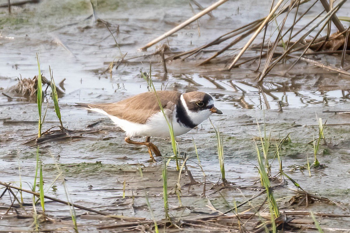 Semipalmated Plover - ML618994489