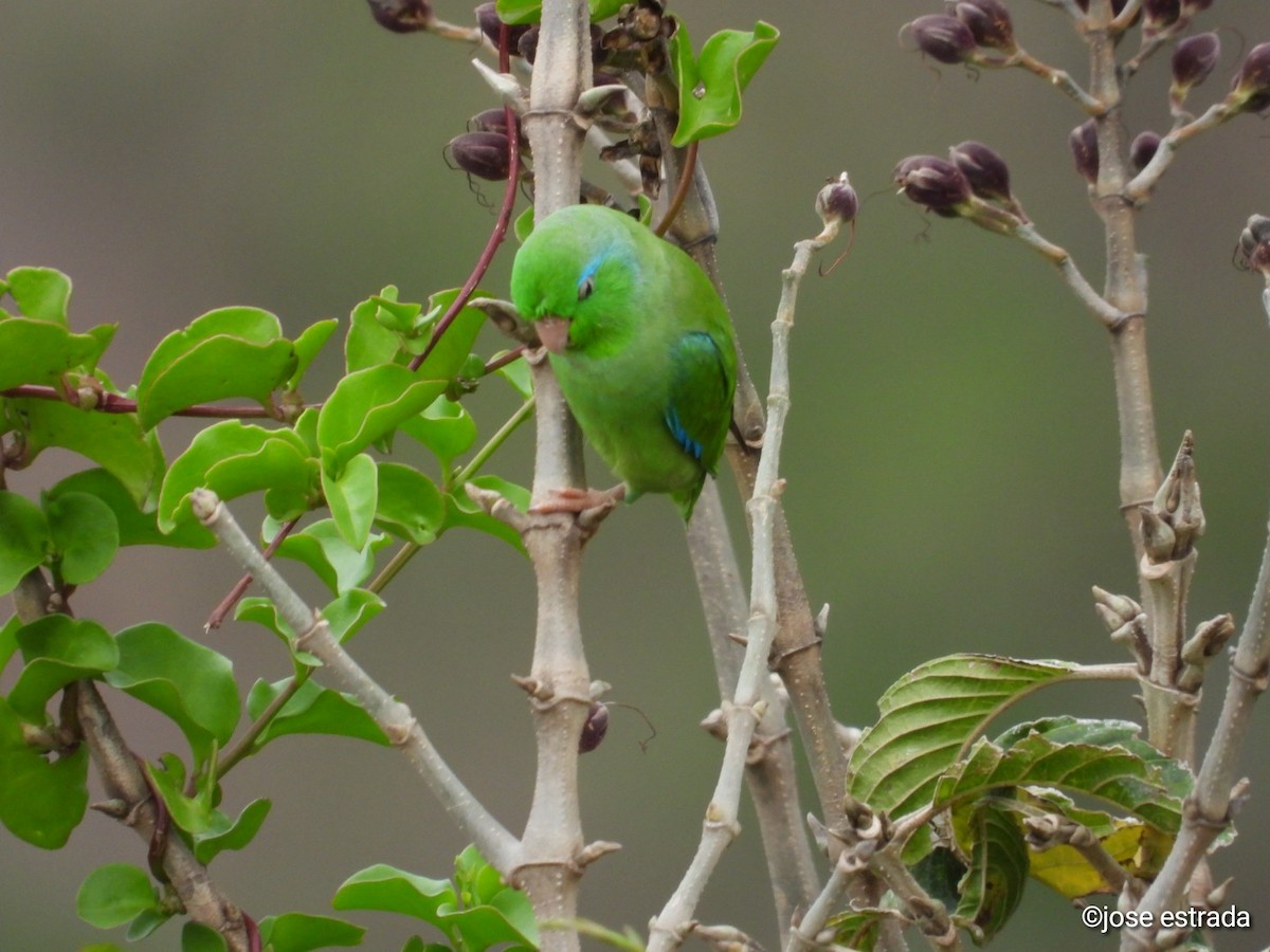 Spectacled Parrotlet - ML618994499