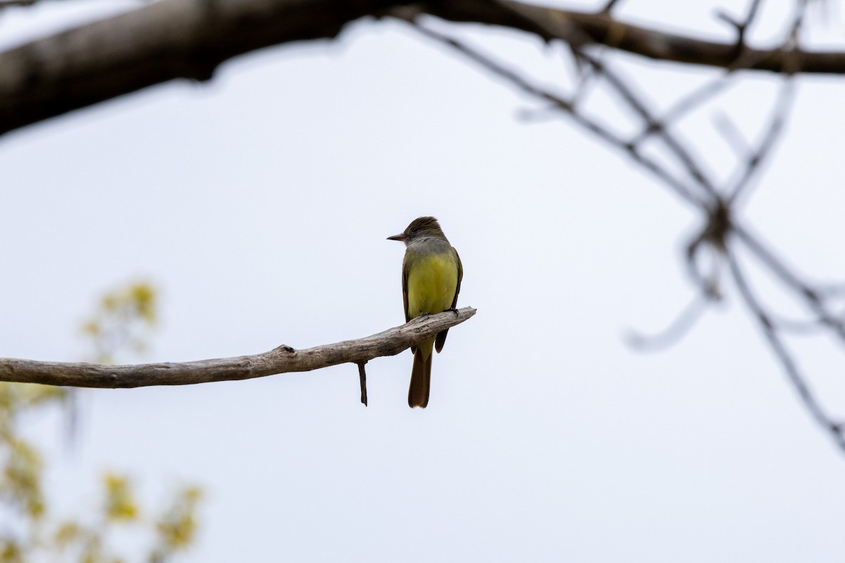 Great Crested Flycatcher - ML618994527