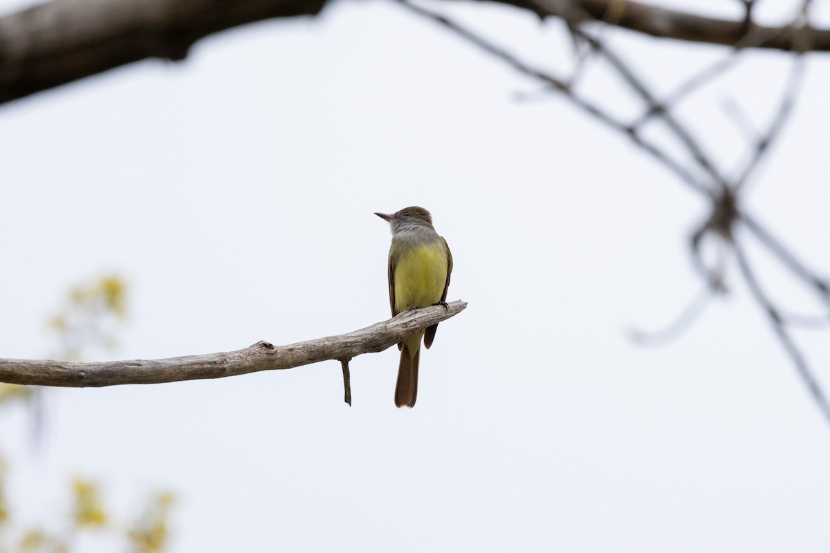 Great Crested Flycatcher - ML618994528