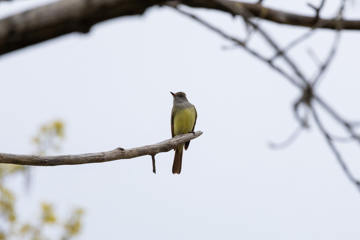 Great Crested Flycatcher - ML618994529